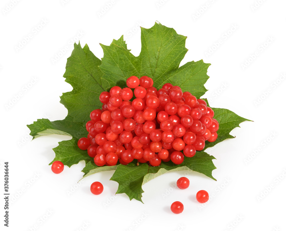Viburnum的红色浆果（箭木），在白色上分离