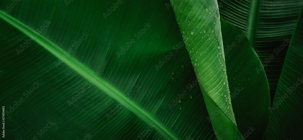 抽象的香蕉叶纹理，热带树叶自然深绿色背景