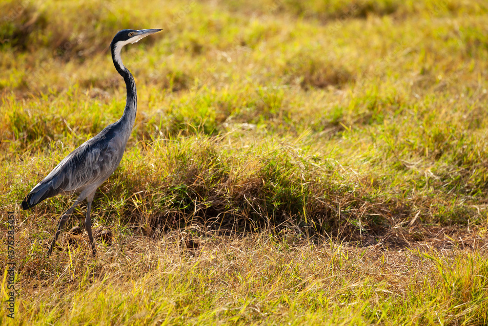 Walking Great Blue Heron or Ardea Herodias in Kenya park bird in the natural environment