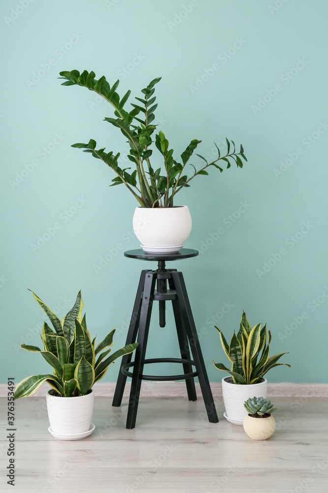 Table with green houseplants near color wall
