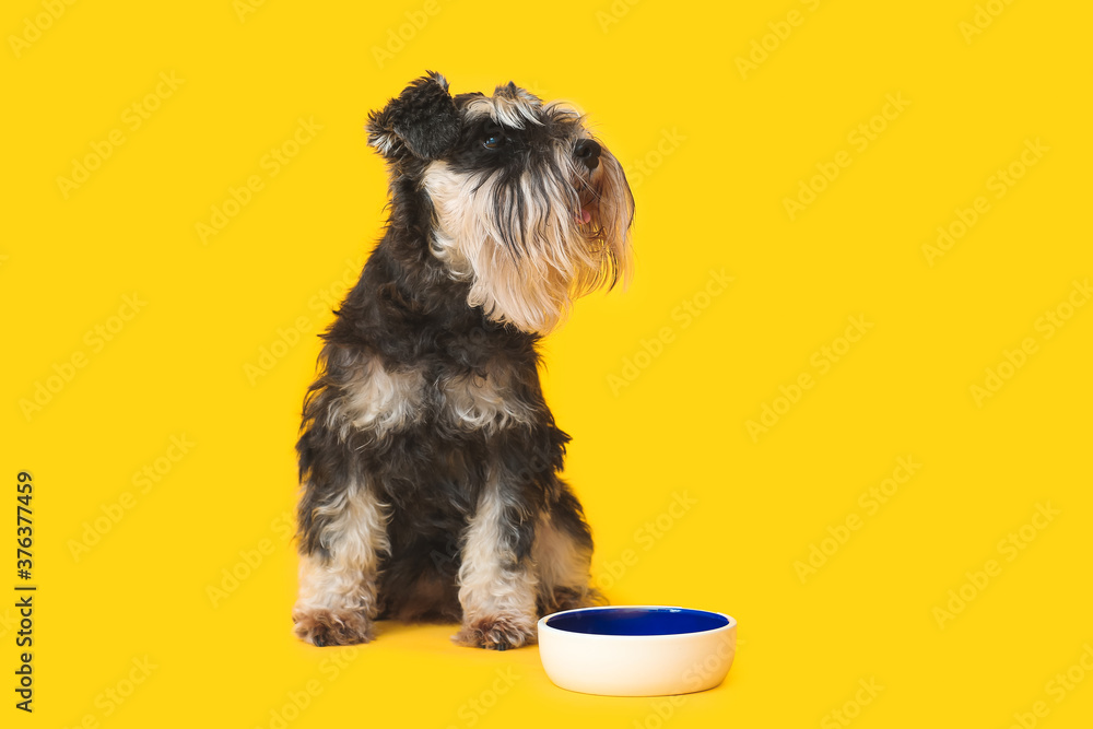 可爱的狗和碗，颜色背景上有食物