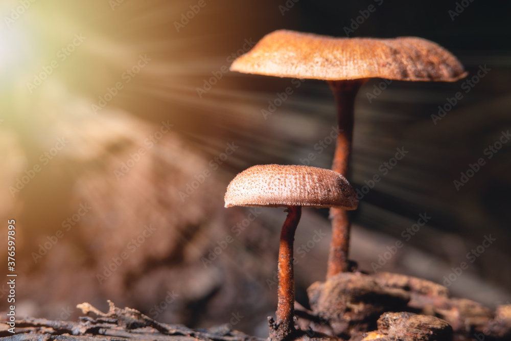 地面上的蘑菇有阳光和复制空间。地面上蘑菇的日落美景。