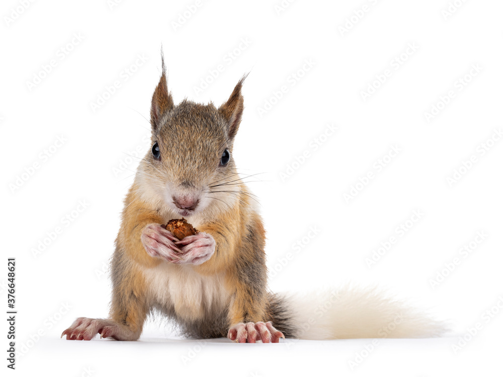 不同颜色的雄性日本Lis松鼠，面朝前方站着吃坚果。被隔离
