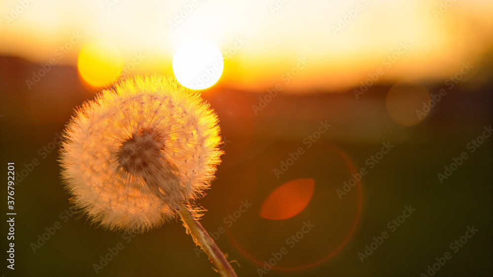 MACRO：日出照耀着蒲公英，然后它的种子被微风吹走。