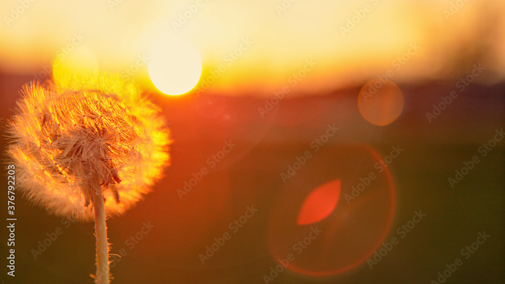 MACRO: Sunset shines on dandelion before getting its seeds swept off by breeze.