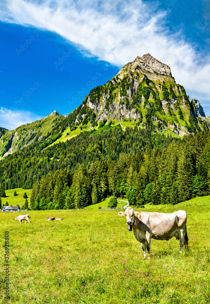 瑞士阿尔卑斯山Oberseetal的奶牛