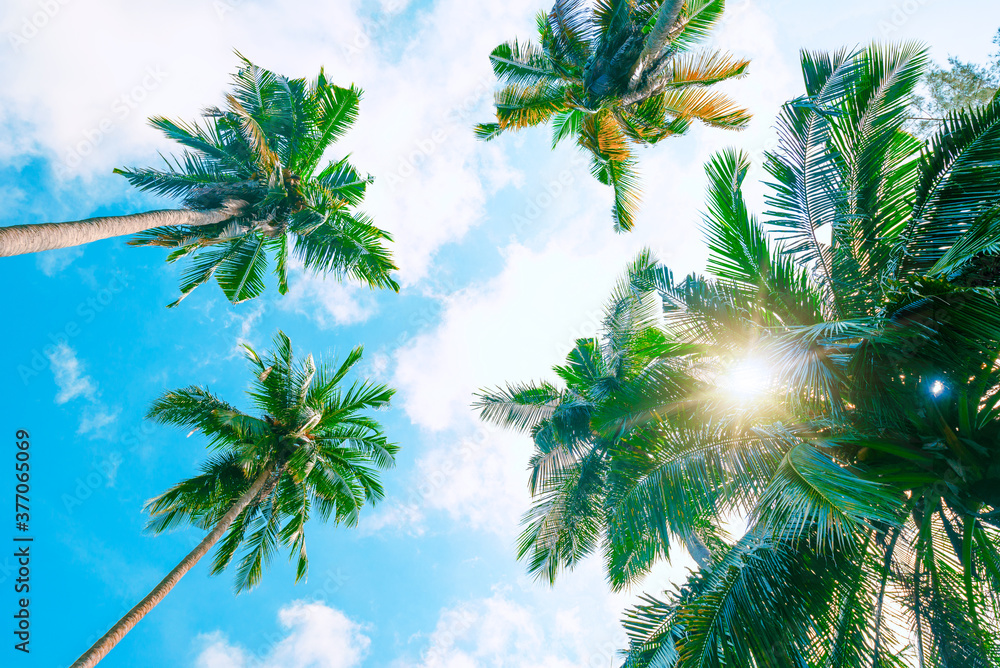 棕榈树的背景是热带海岸的蓝天，椰子树，夏天的树。