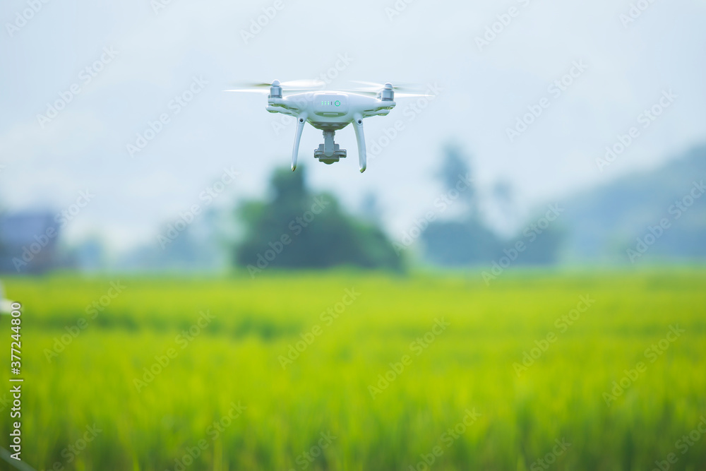 Drones fly over the fields of rice,Quadrocopter flies,Using drones in agriculture