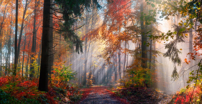 梦幻森林中神奇的秋景，阳光美丽地照亮了飘散的天空