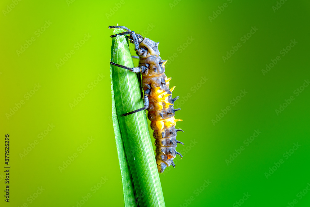 绿叶上的近距离瓢虫幼虫。绿色背景下的瓢虫幼虫的宏观照片。