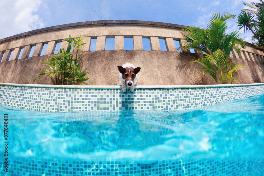 杰克罗素梗小狗在游泳池里玩得很开心的水下有趣照片——跳跃，潜水