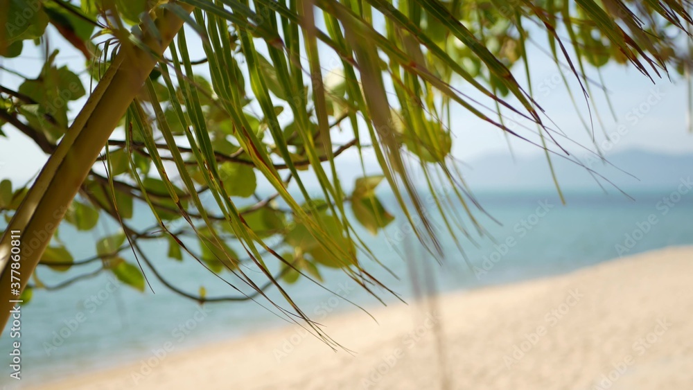 Tropical sandy beach of paradise island. Green palm leaf overlooking sea. Soft focus blurred natural