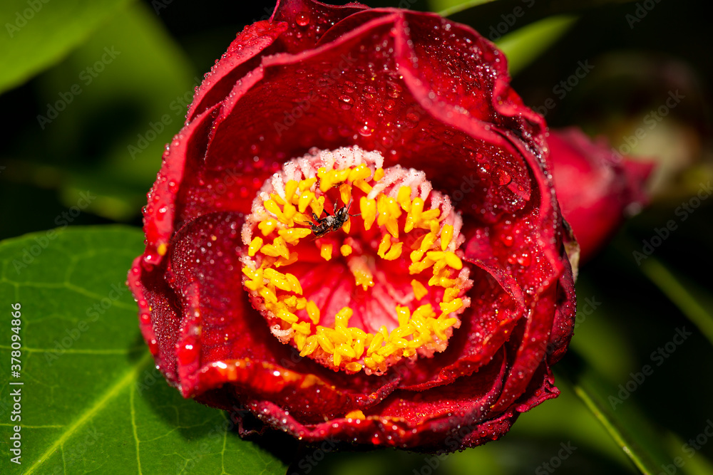 Photo of a Camellia japonica, detailed closeup flower background.