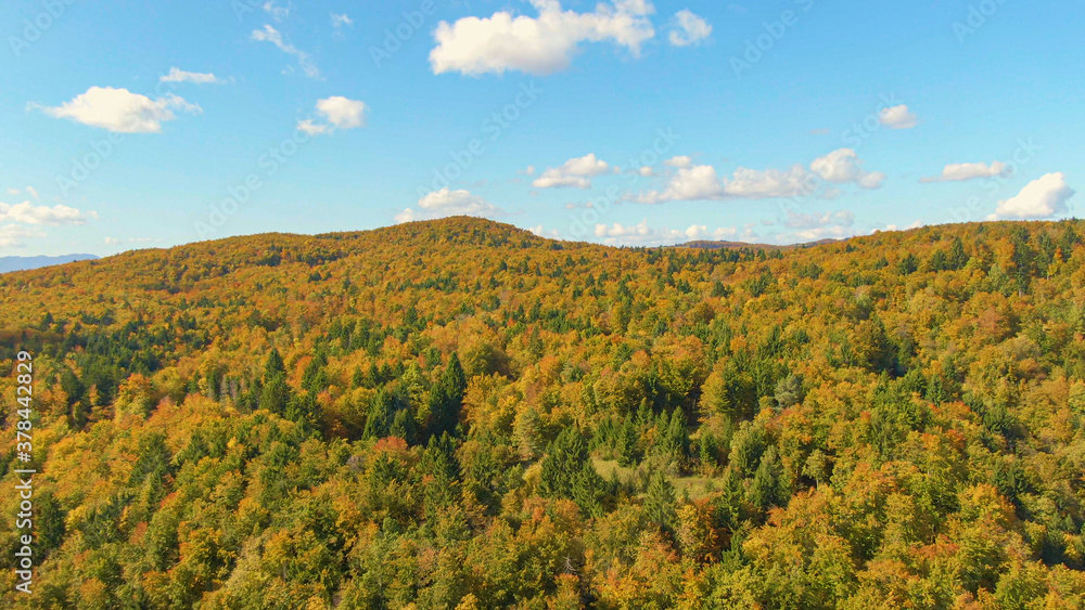 空中飞航：在阳光明媚的秋日飞越森林变色的电影镜头