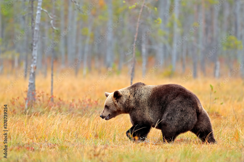 Bear hidden in yellow forest. Autumn trees with bear. Beautiful brown bear walking around lake, fall