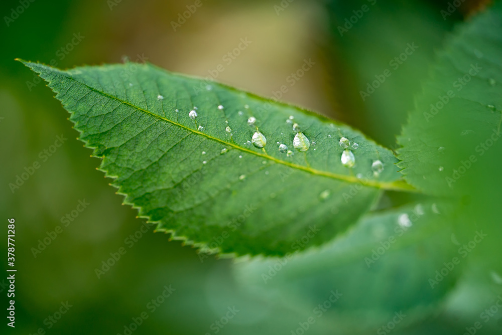Green leaf with water drops for background. Nature and green plants consept. Closeup.