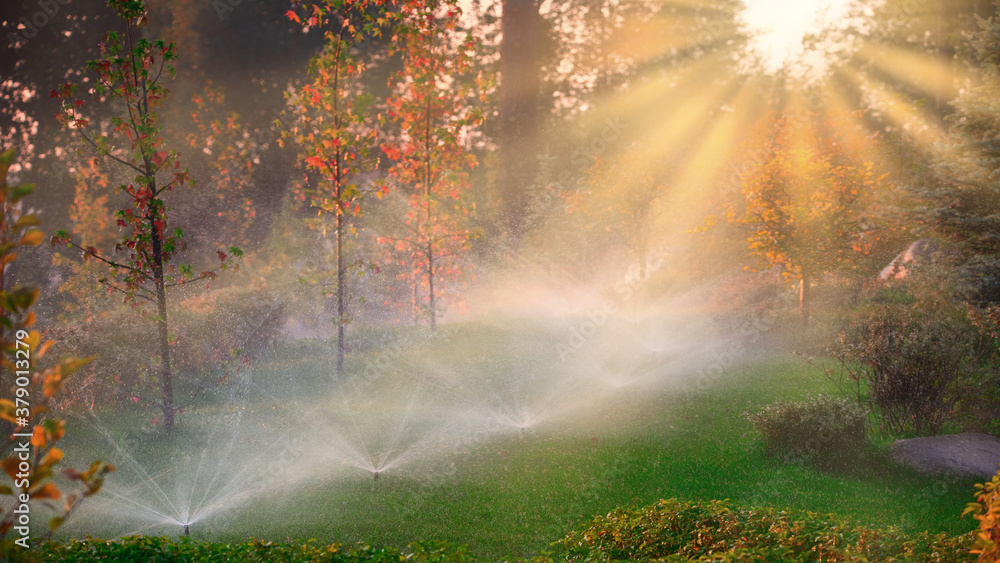 Automatic watering in the park at dawn