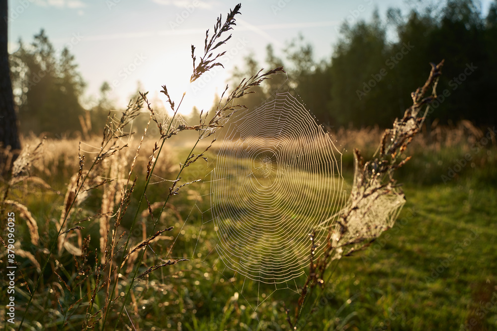 Spider web between tall grasses on the edge of the green path, sunrise. Germany, Schonbuch.