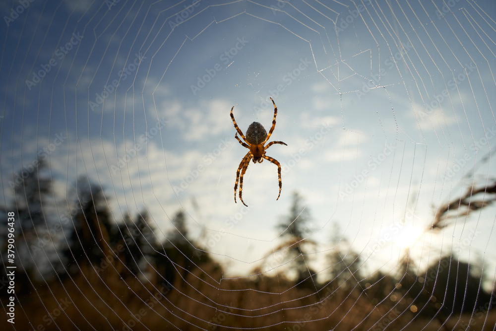 Garden spider (Araneus) in the web, forest and meadow in the background. Germany in the Schonbuch.