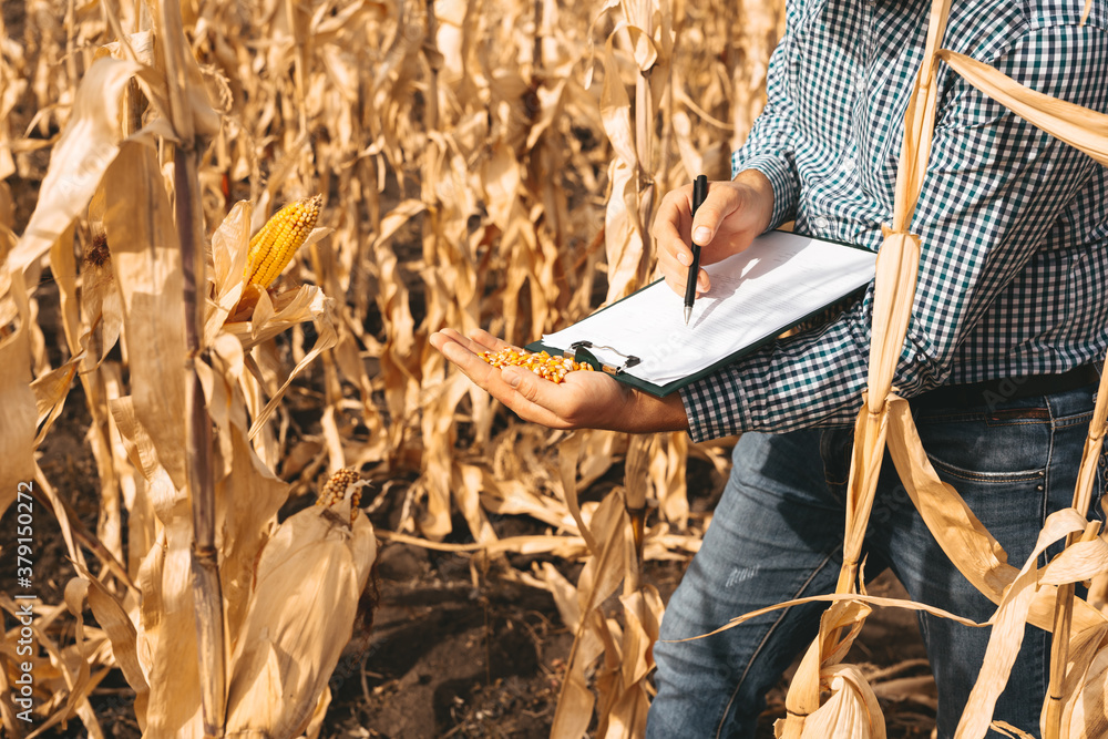 Farmer checking corn field progress.	
Young Farmer writing on a document the corn development plan. 