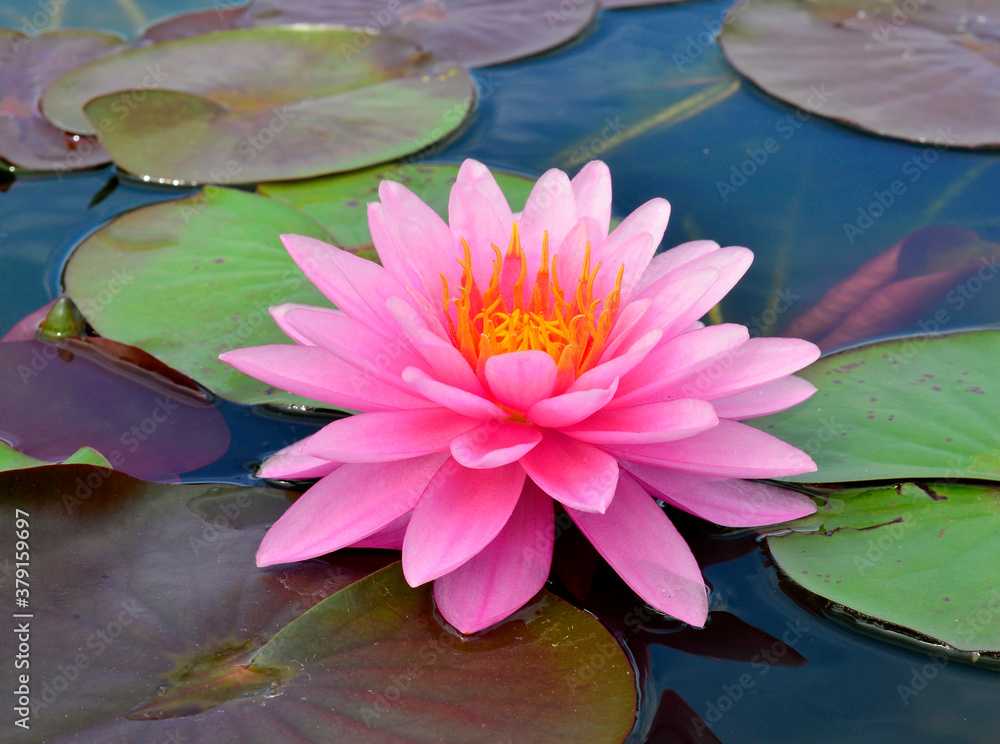 Beautiful Fine Pink Twin Lotus flowers with colorful leafs around