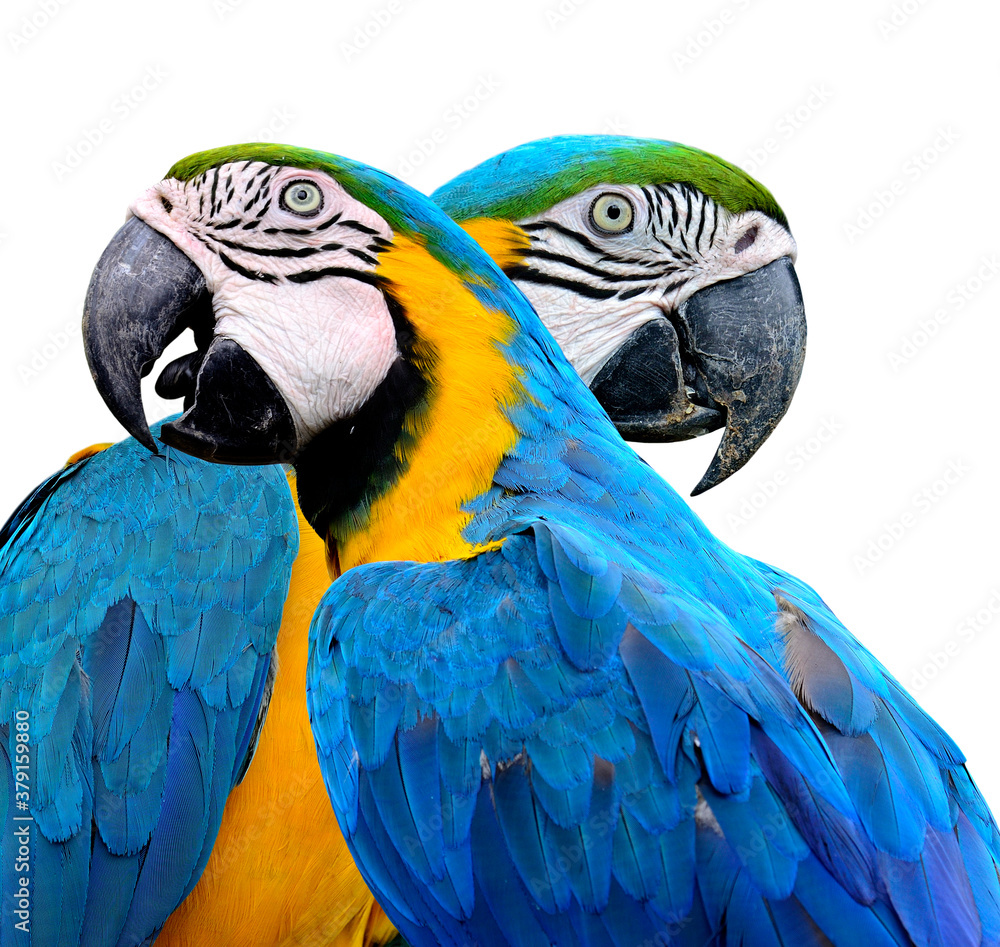 Beautiful Lovely Blue and Gold Macaw Parrot birds isolated on white background
