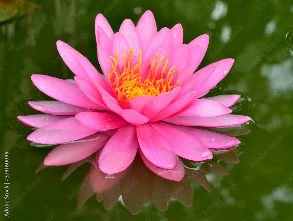Beautiful Pink Lotus Flower on green water