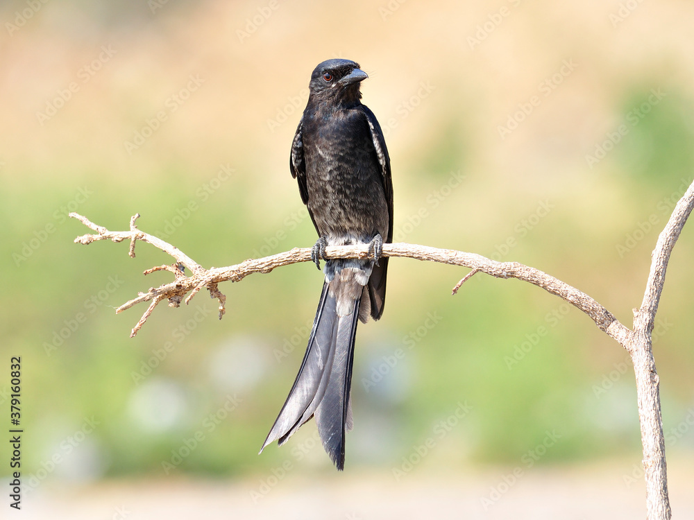 黑色drogo，大斑Dicrurus Macrocercus，美丽的鸟在美丽的模糊背景下