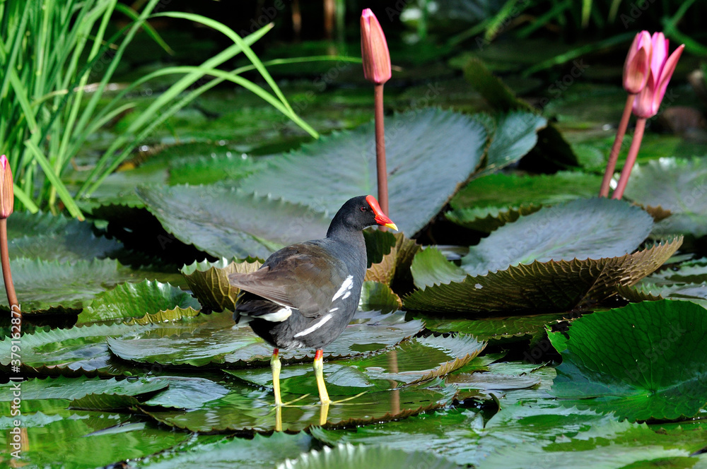 Common Moorhen standing on lotus leafs with lotus flowers in composition