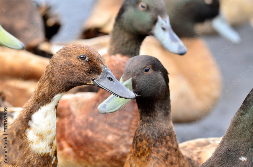 Female of farmed duck with many heads in the frame