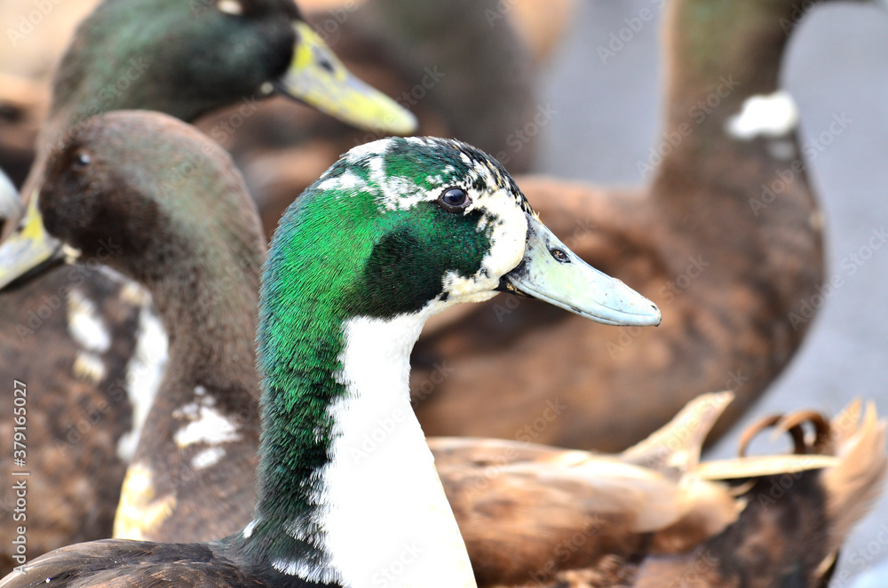 Green Head of Male Duck surrounded by may others