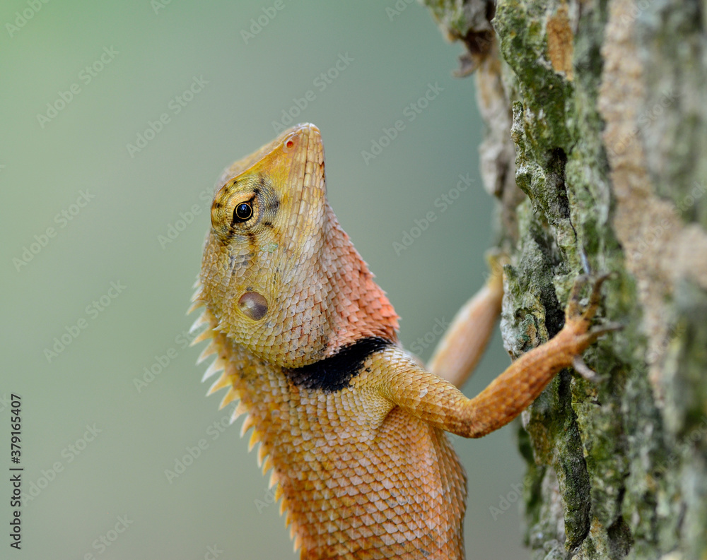 Head closeup of brown lizard, female of blue lizard, lizard sitting on tree