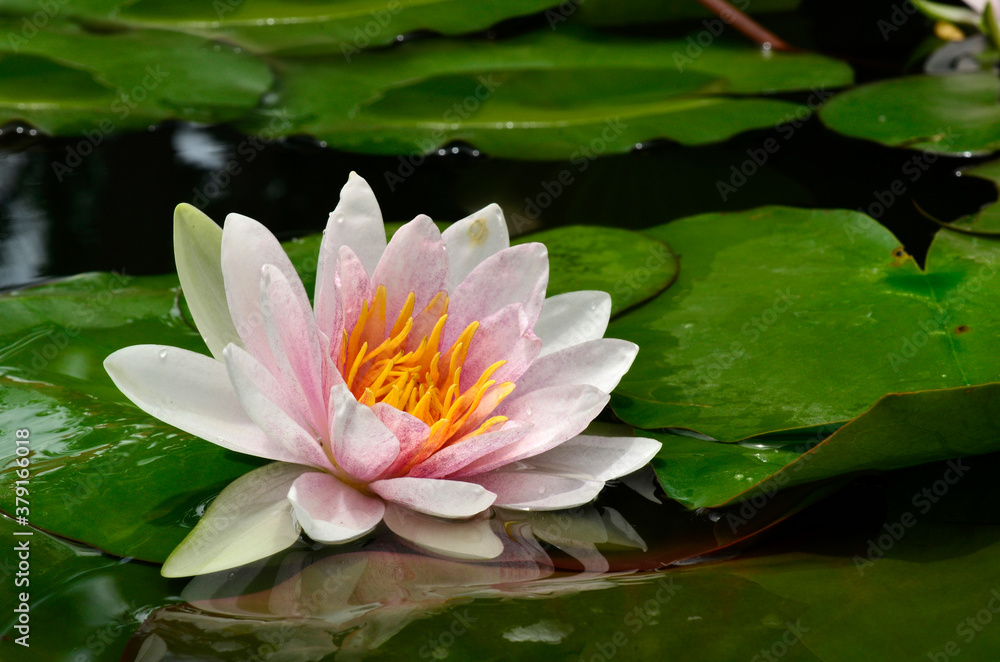 Lotus flower expose to the light with green leafs surrounding