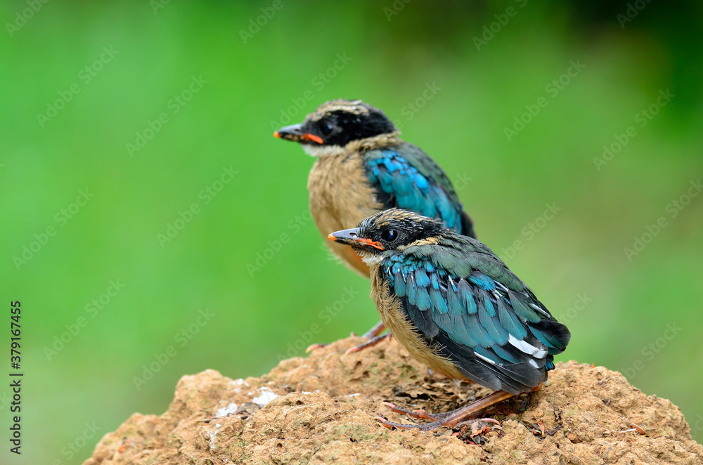 Juvenile of Blue-winged Pitta