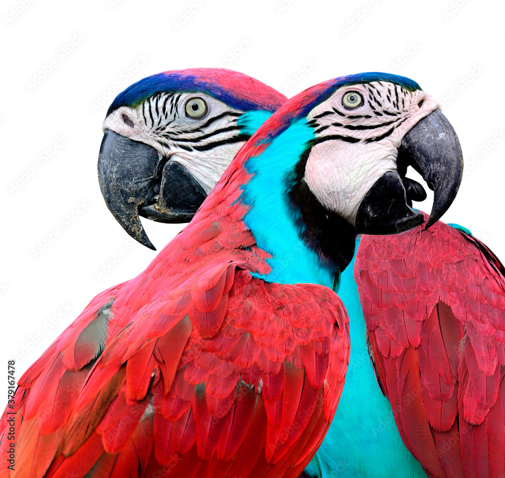 Pair of Red Macaw Parrot birds isolated on white background