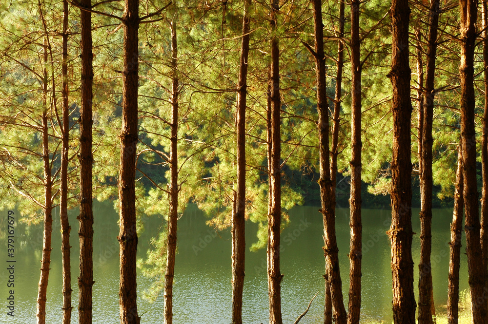 pine forest,a great background with lighting and texture for artwork