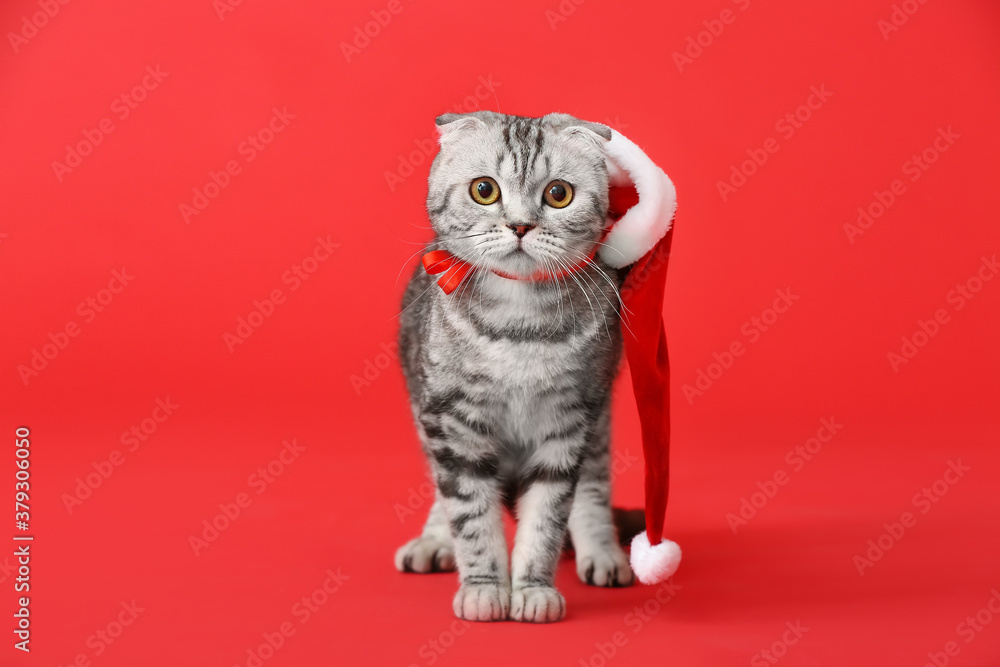 彩色背景上戴着圣诞老人帽子的可爱有趣的猫