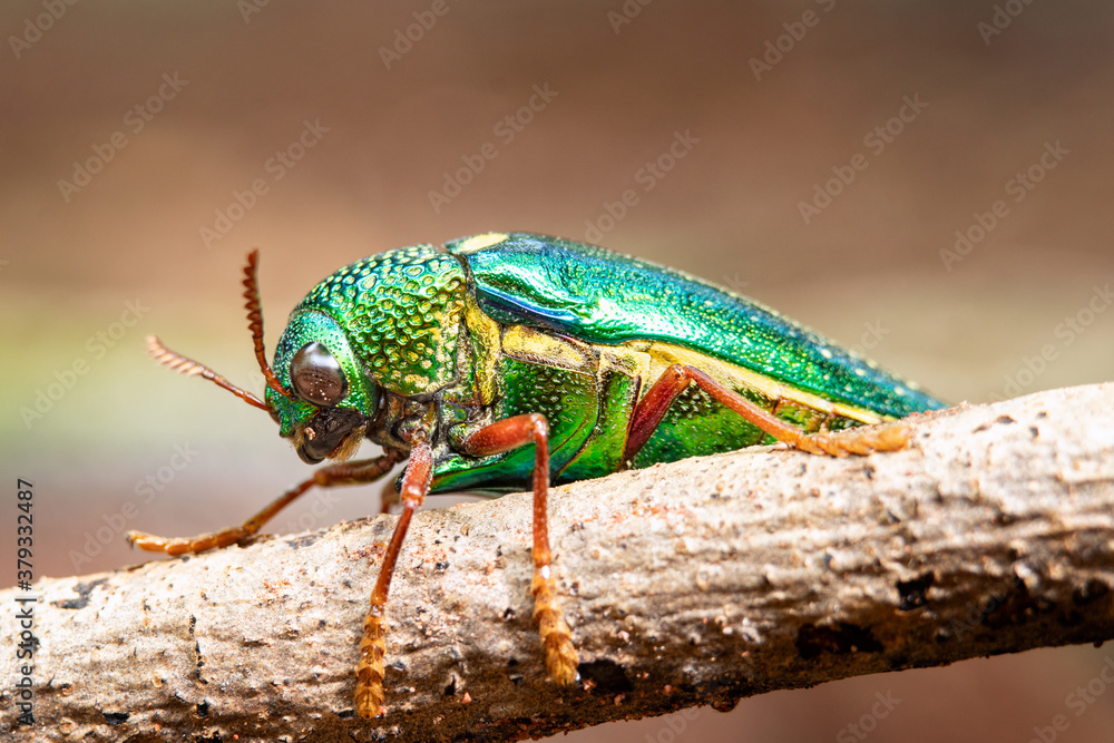 Closeup jewel beetles or buprestidae on tree branch with blurry background.  Macro shot wildlife ins
