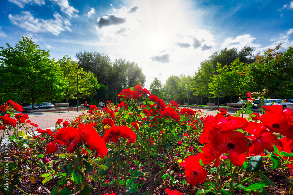 波兰格但斯基普鲁什茨的公园里有美丽的红玫瑰。