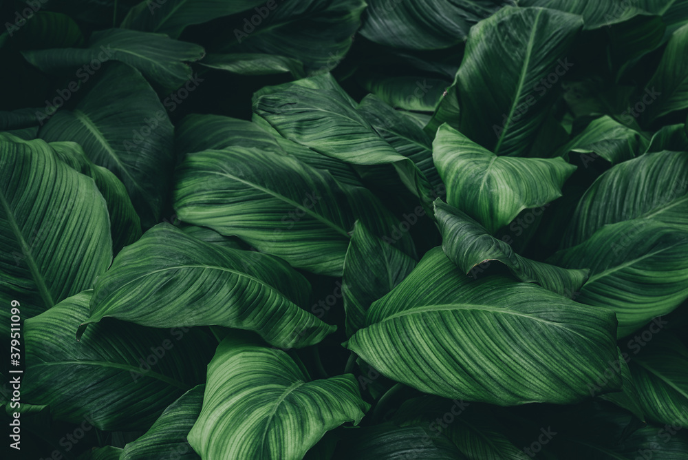 tropical leaves, green leaves texture, nature background