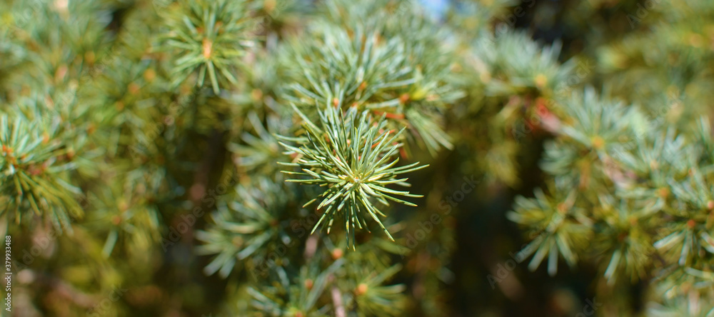 Detail of a needle-like tree