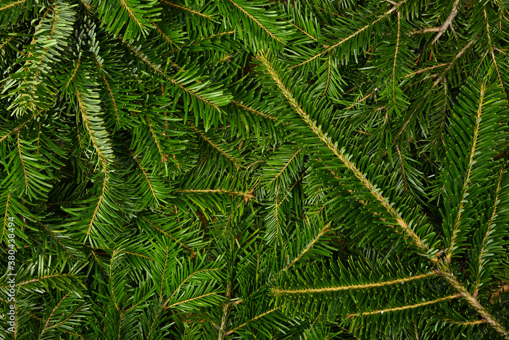 Close up background of fresh green spruce branches