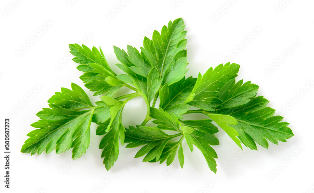 Parsley isolated. Parsley leaf on white. Parsley leaves top view. Full depth of field.