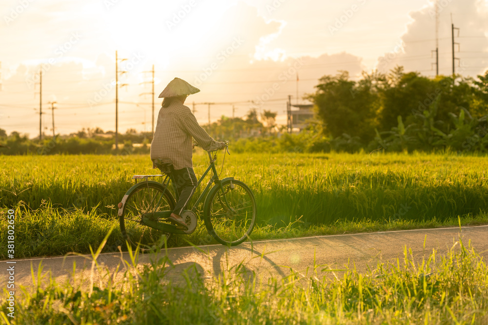 越南妇女农民圆锥形帽子骑自行车回家，下班后穿过水稻f