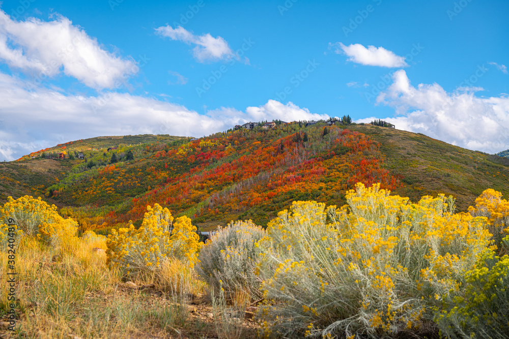 Park City, Utah, USA foliage along the Wasatch Back