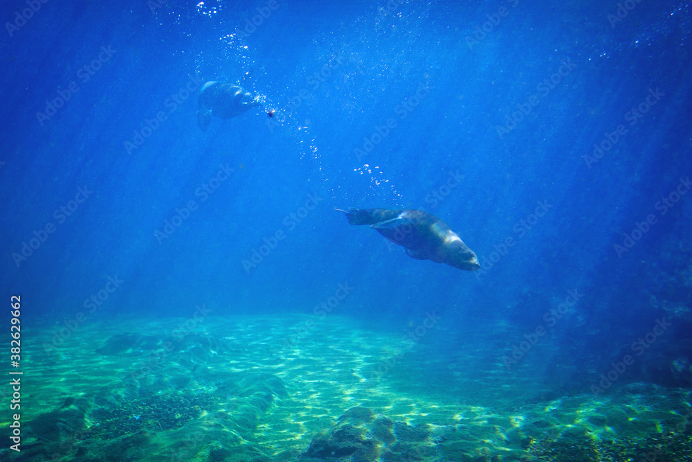 海豹在天然水族馆的水下游泳