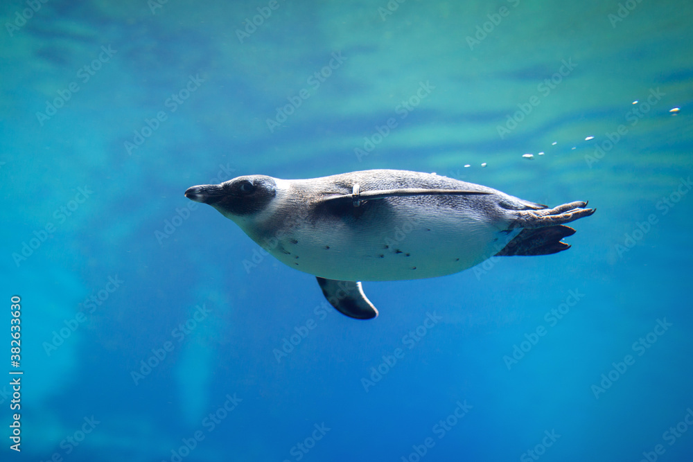 企鹅在天然水族馆的水下游泳