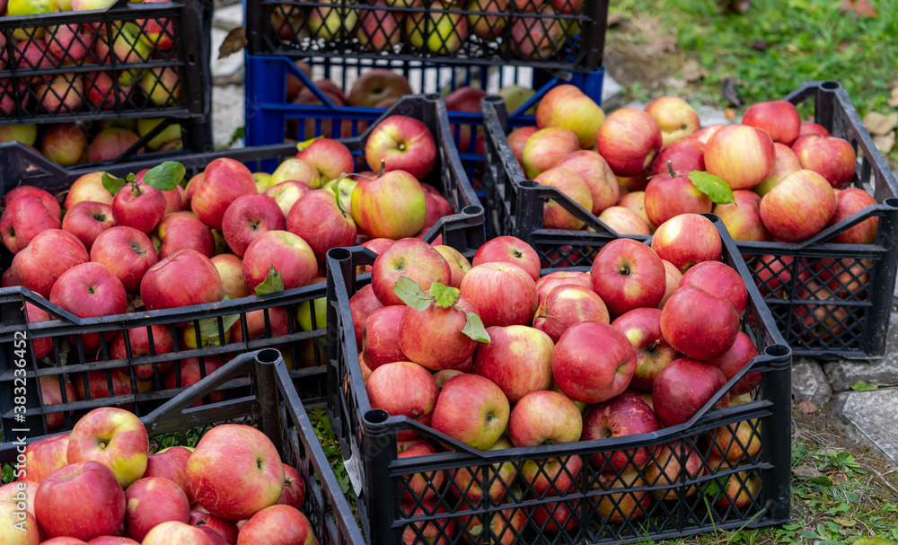 秋天果园绿草上盒子里的红苹果。苹果在农场i收割和采摘苹果