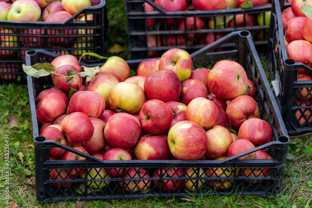 果园里的苹果。收获概念。花园，秋季收获的水果。采摘的有机苹果装在盒子里。