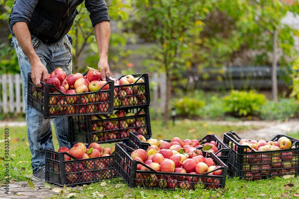Apple crop or harvesting. Male seasonal worker picks ripe, juicy apples in box from tree in farm orc